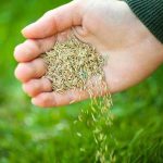 Základný sprievodca výsevom trávnych semien grass-seed-7